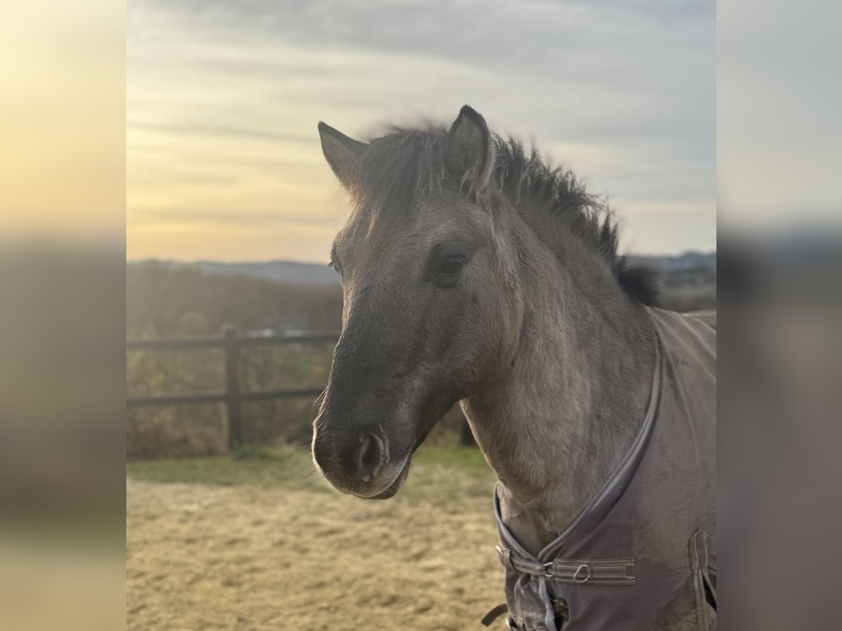 Poni alemán Mestizo Caballo castrado 6 años 132 cm Bayo in Gevelsberg