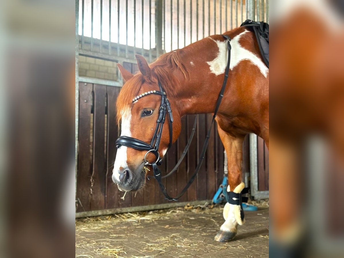 Poni alemán Caballo castrado 6 años 132 cm Pío in Dülmen