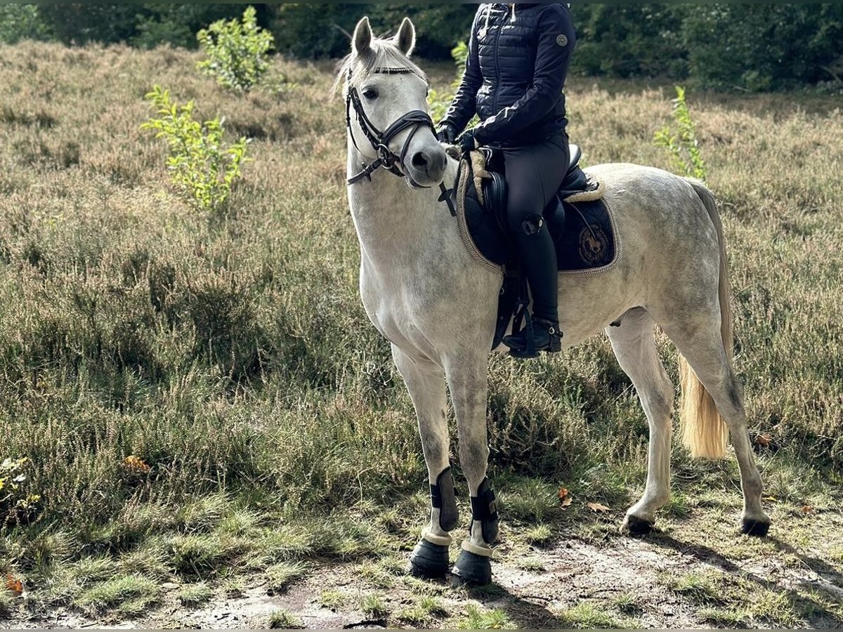 Poni alemán Caballo castrado 6 años 142 cm Tordo in Melle