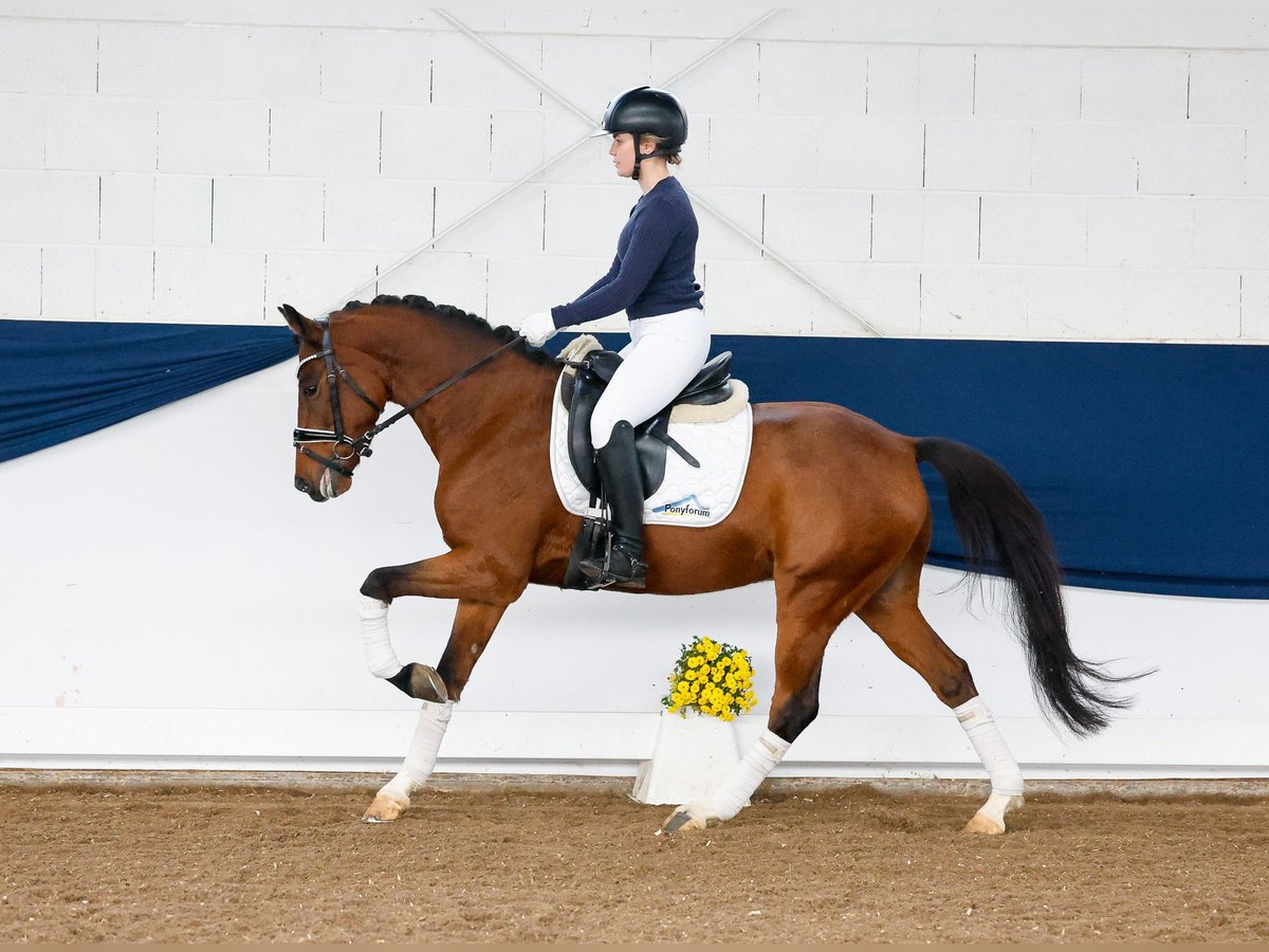 Poni alemán Caballo castrado 6 años 146 cm Castaño in Marsberg