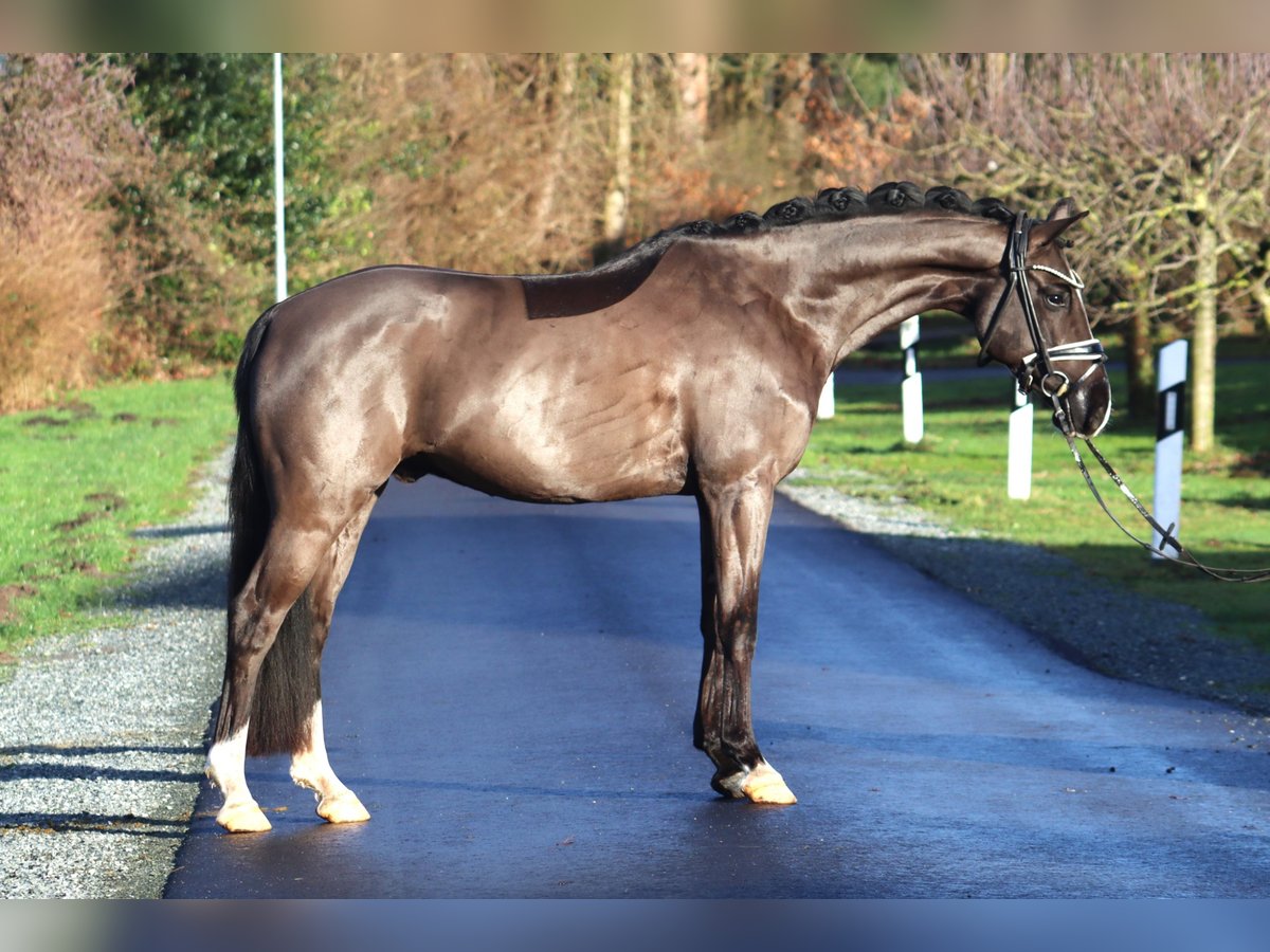 Poni alemán Caballo castrado 6 años 148 cm Negro in Deinstedt