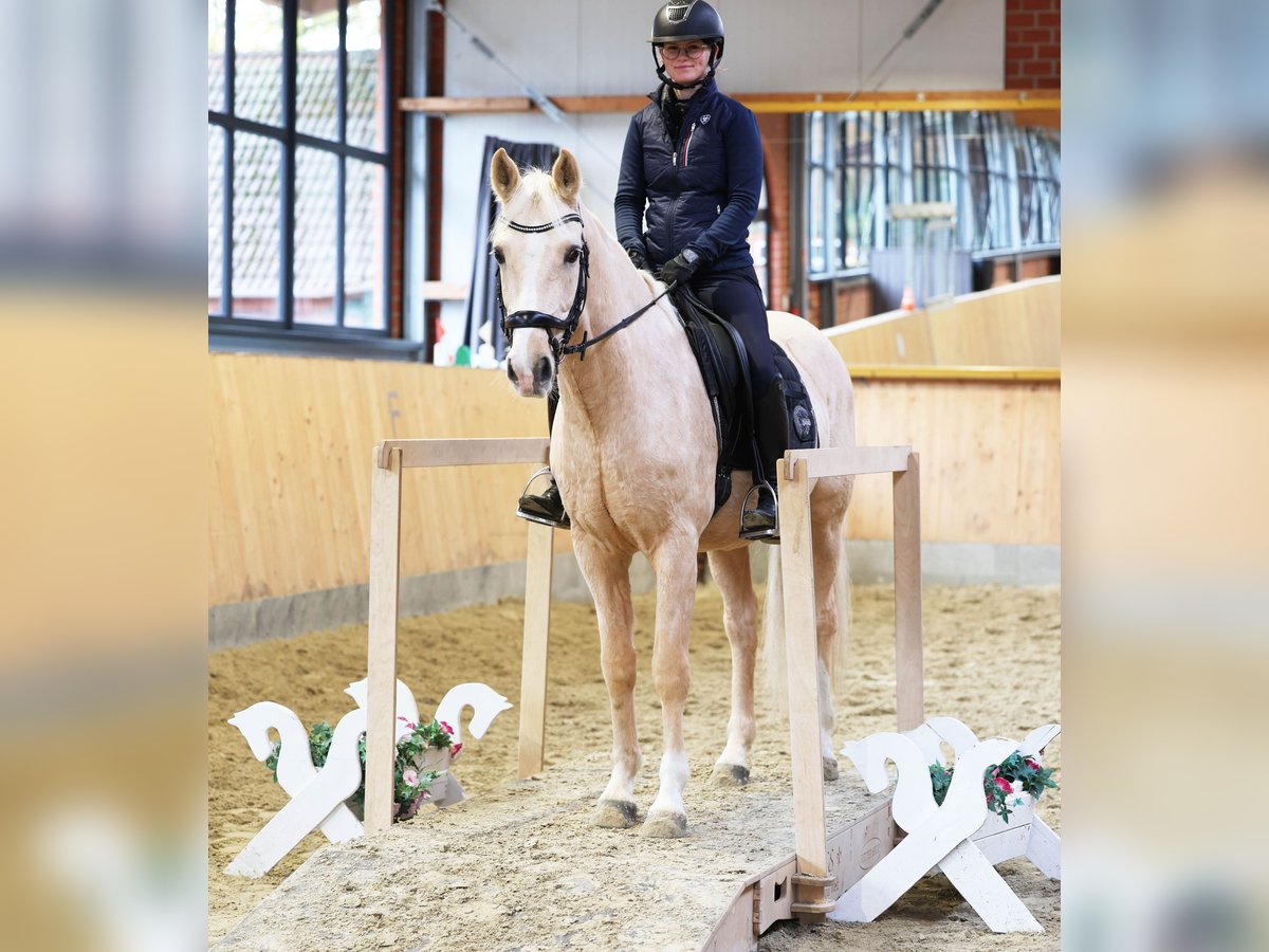 Poni alemán Caballo castrado 6 años 153 cm in Stuhr