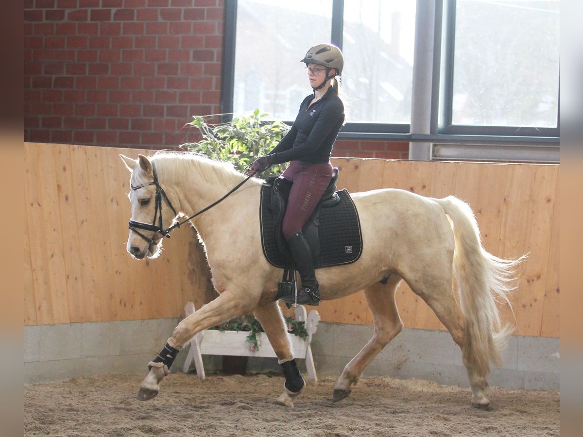 Poni alemán Caballo castrado 6 años 153 cm Palomino in Stuhr