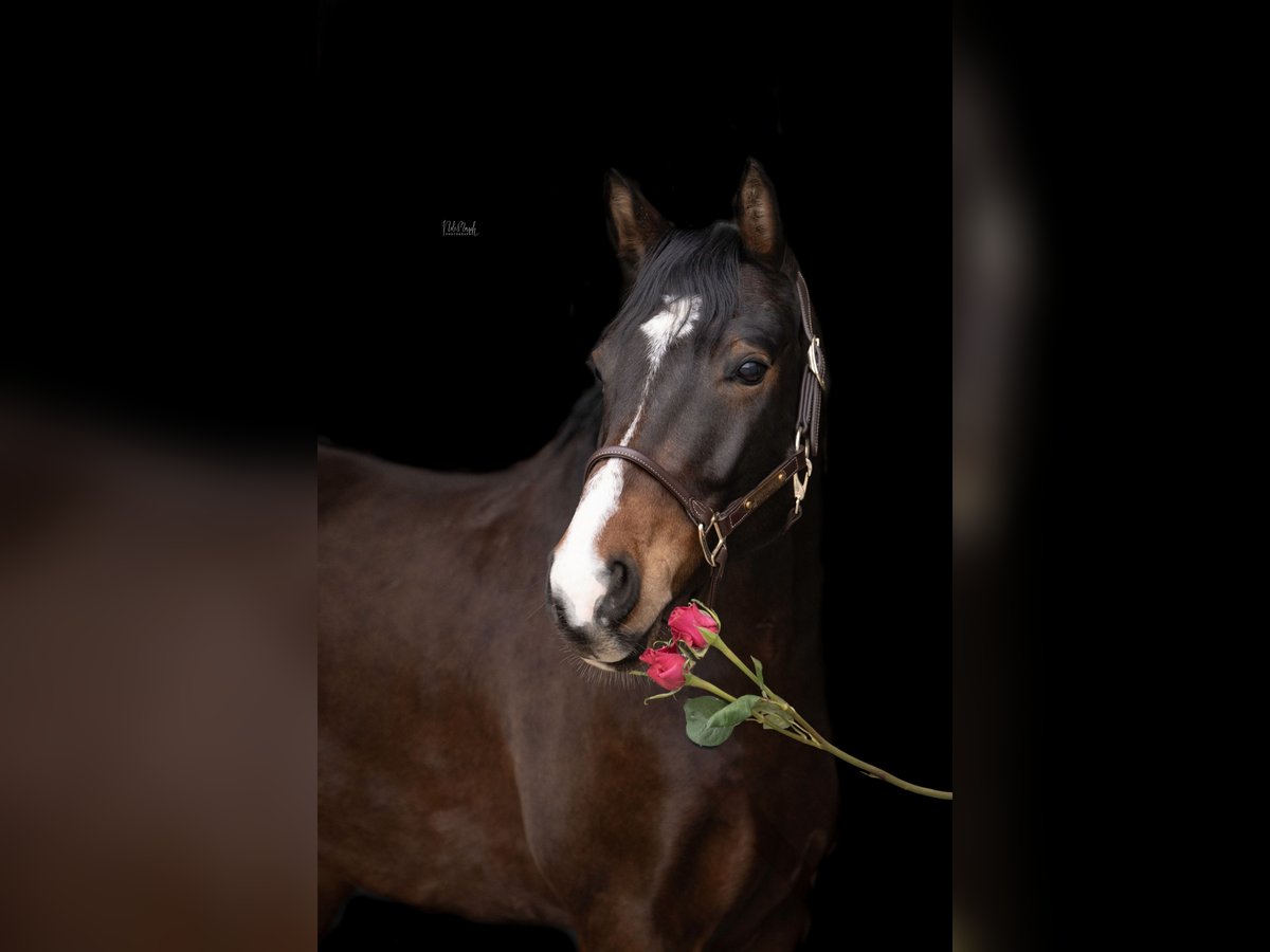 Poni alemán Caballo castrado 6 años 154 cm Castaño in Erkelenz
