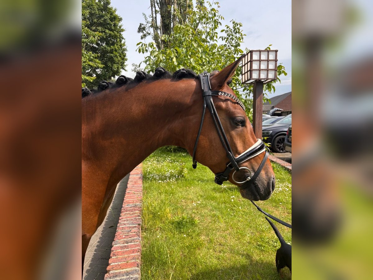 Poni alemán Caballo castrado 6 años 155 cm Castaño oscuro in Krefeld