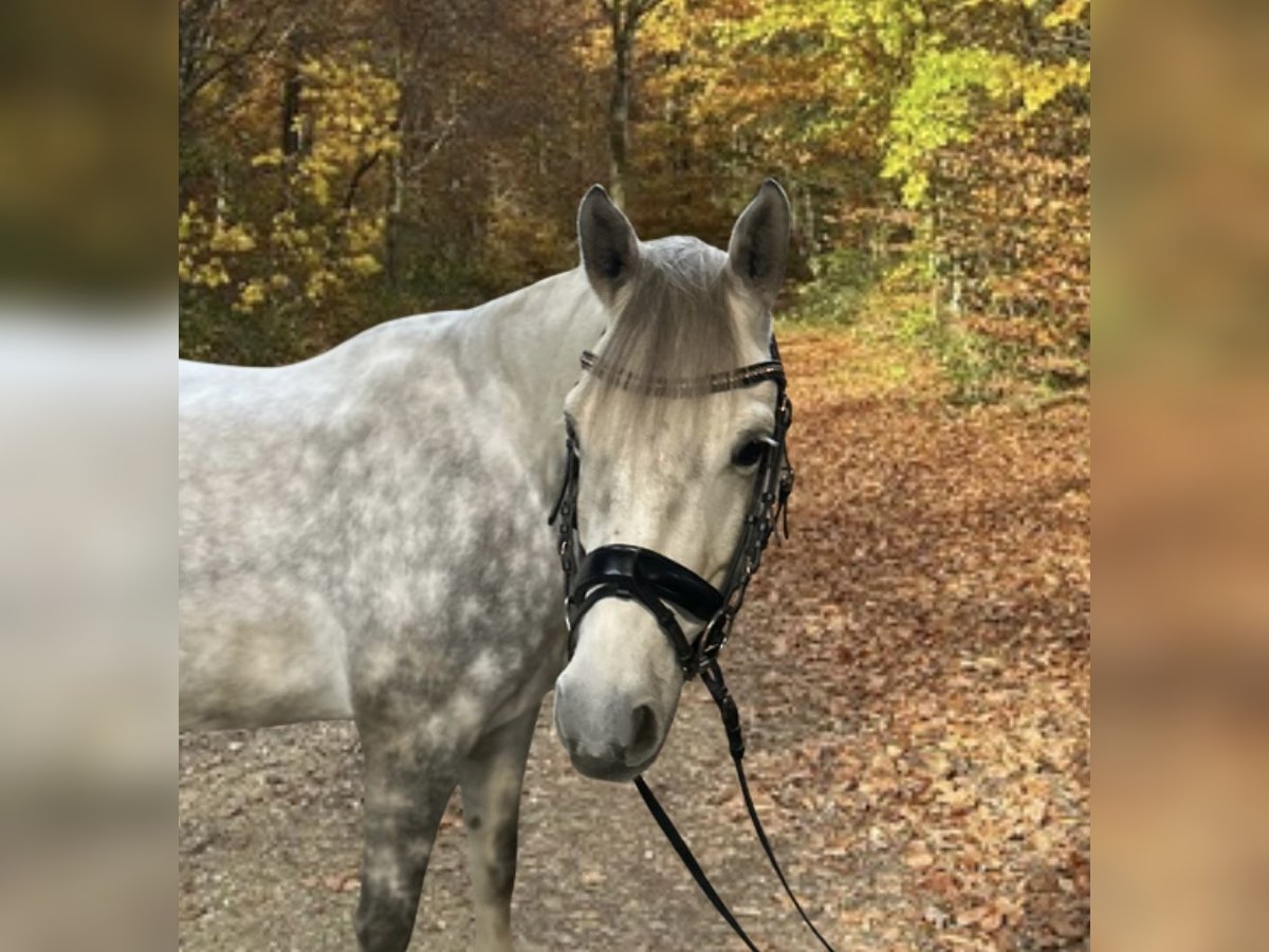 Poni alemán Caballo castrado 6 años 157 cm Tordo in Merzig