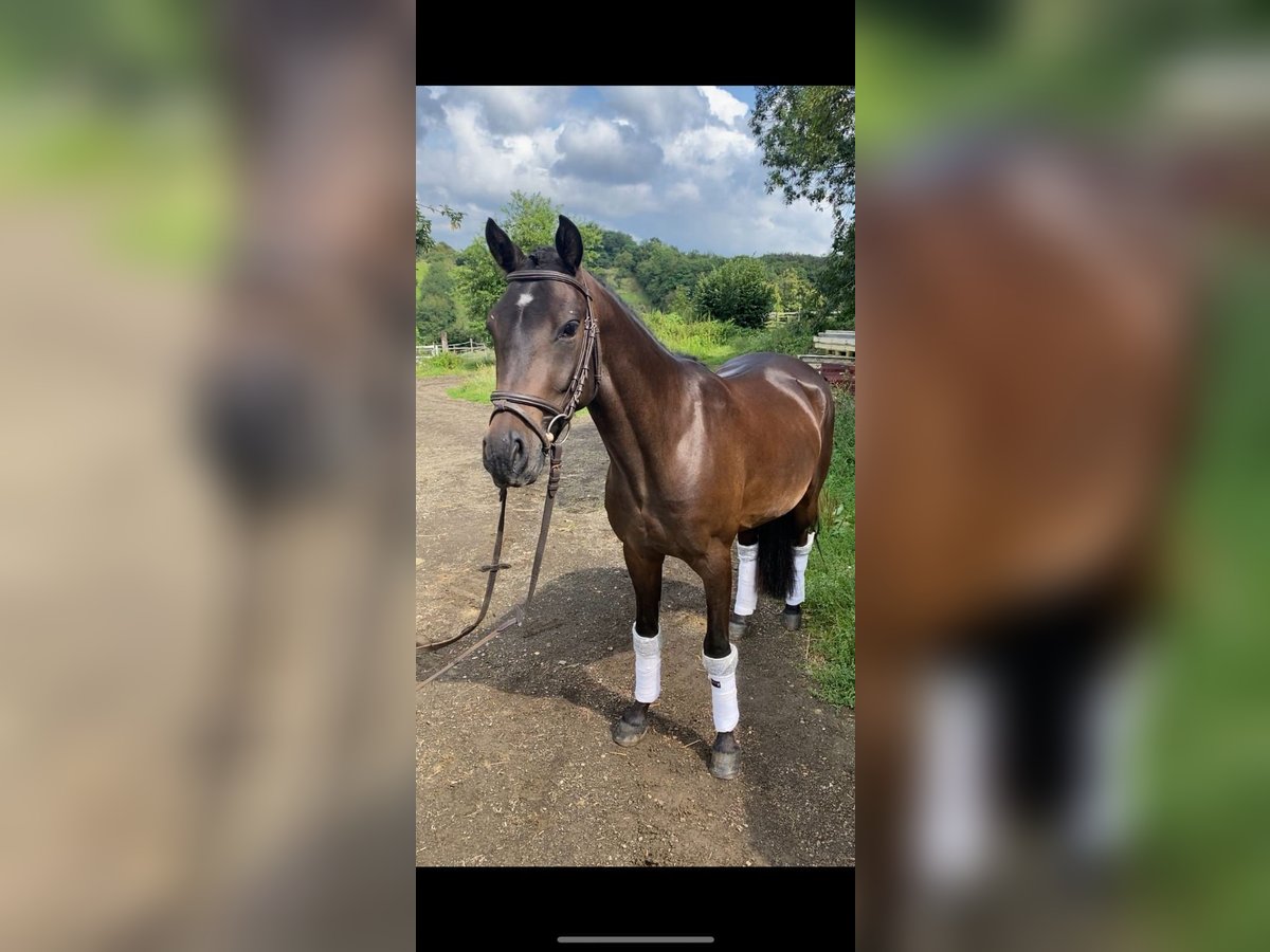 Poni alemán Caballo castrado 7 años 143 cm Morcillo in Karlsruhe