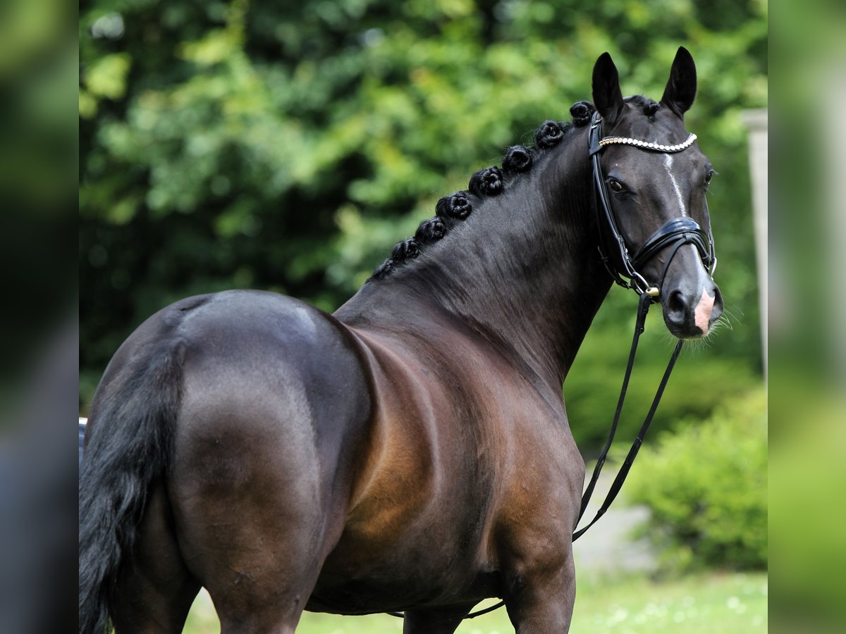 Poni alemán Caballo castrado 7 años 147 cm Negro in Rehburg-Loccum M&#xFC;nchehagenLoccum