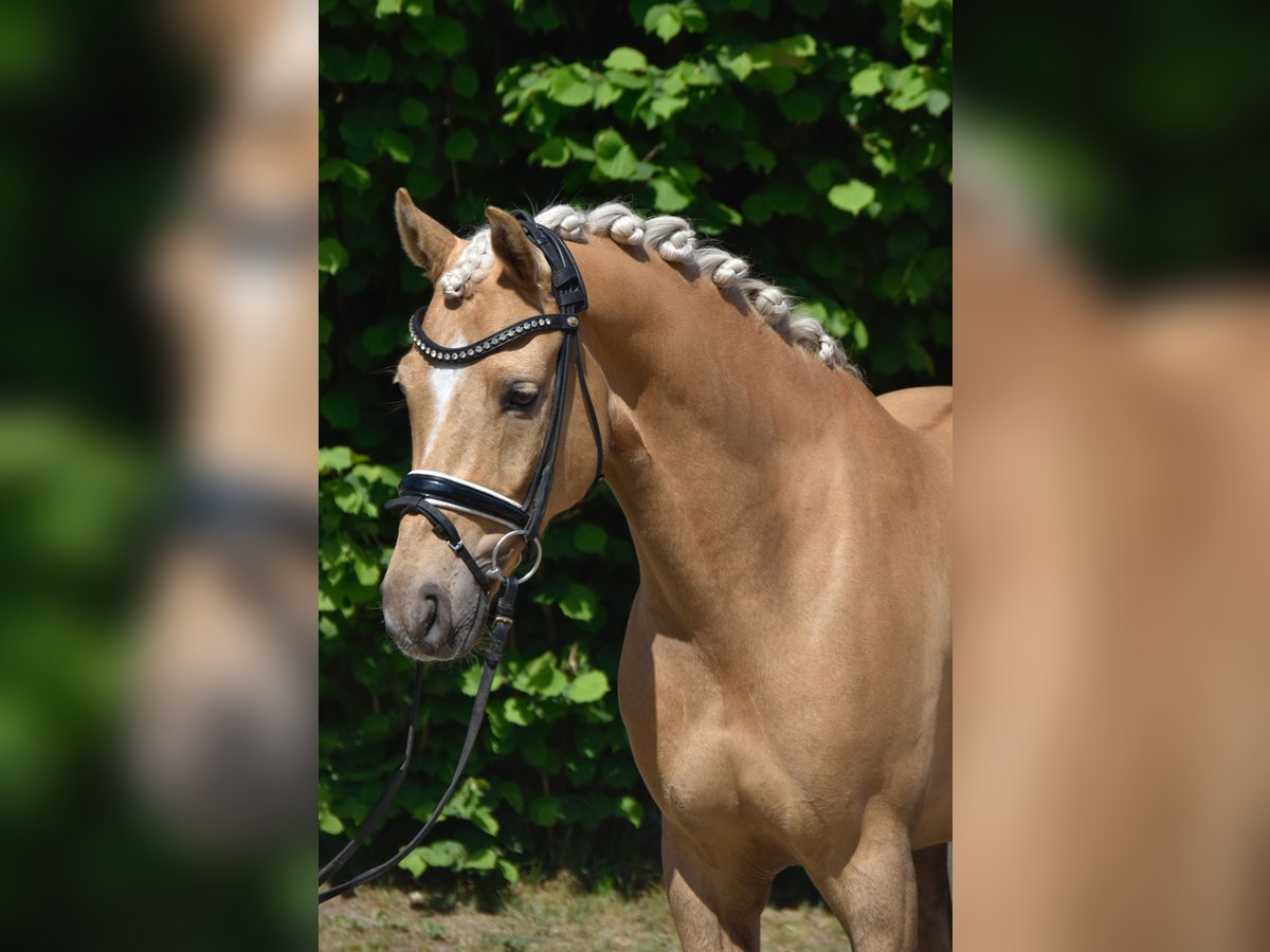 Poni alemán Caballo castrado 7 años 147 cm Palomino in Fürstenau
