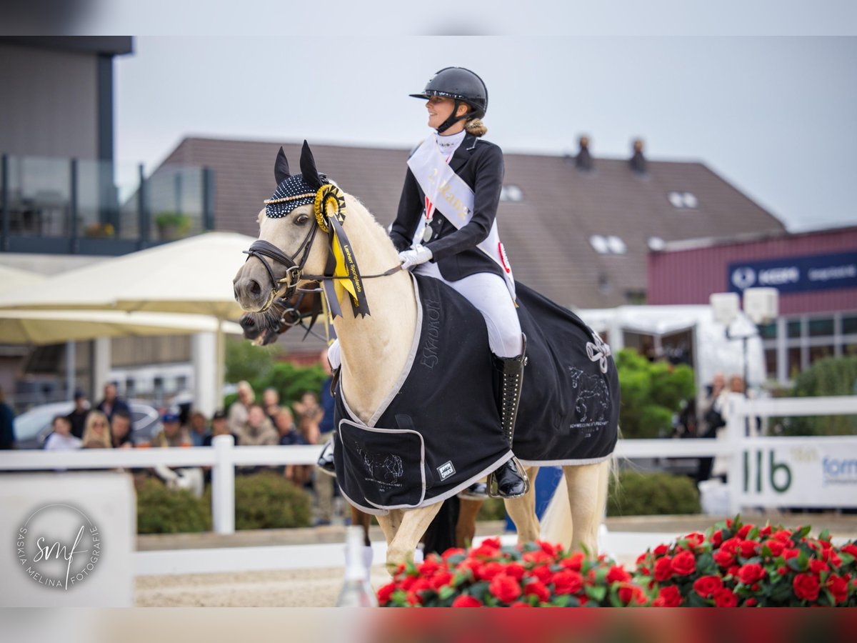 Poni alemán Caballo castrado 7 años 148 cm Palomino in Lengwil