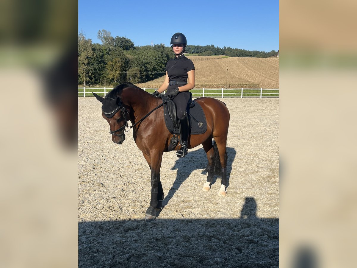 Poni alemán Caballo castrado 7 años 150 cm Castaño in Schlierbach