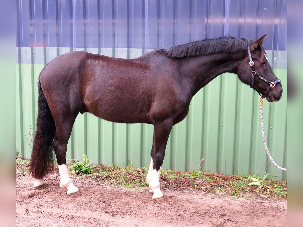 Poni alemán Caballo castrado 7 años 150 cm Negro in Winsen (Aller)