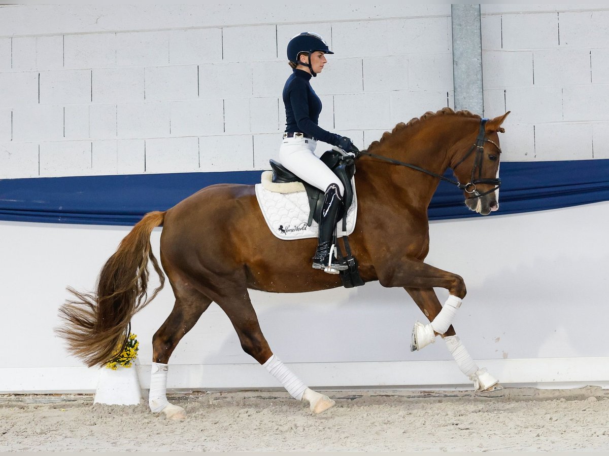 Poni alemán Caballo castrado 7 años 156 cm Alazán-tostado in Marsberg