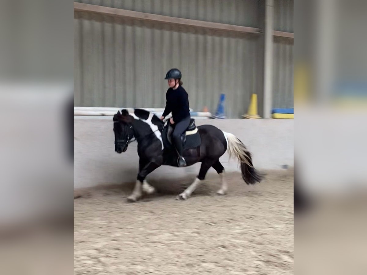 Poni alemán Mestizo Caballo castrado 8 años 132 cm Pío in W&#xFC;rzburg