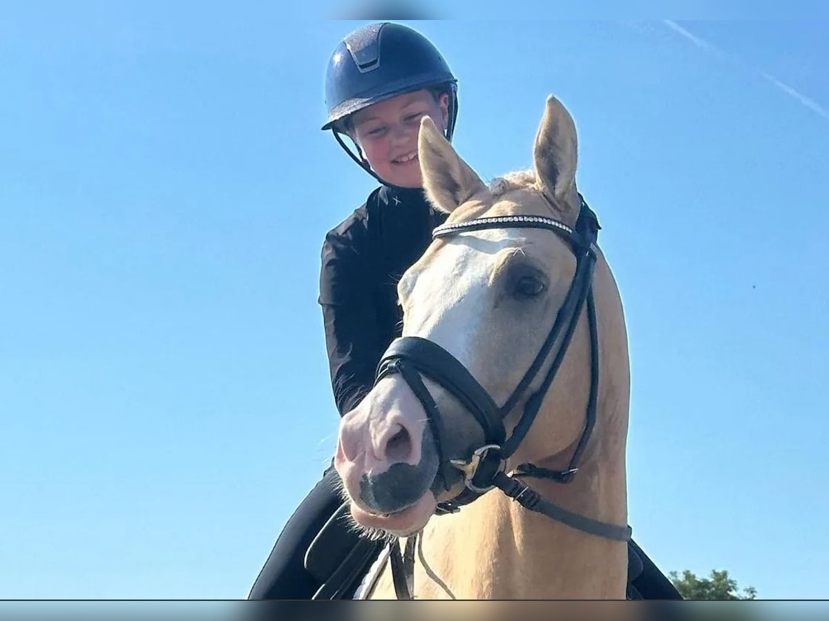 Poni alemán Caballo castrado 8 años 145 cm Palomino in Fredericia