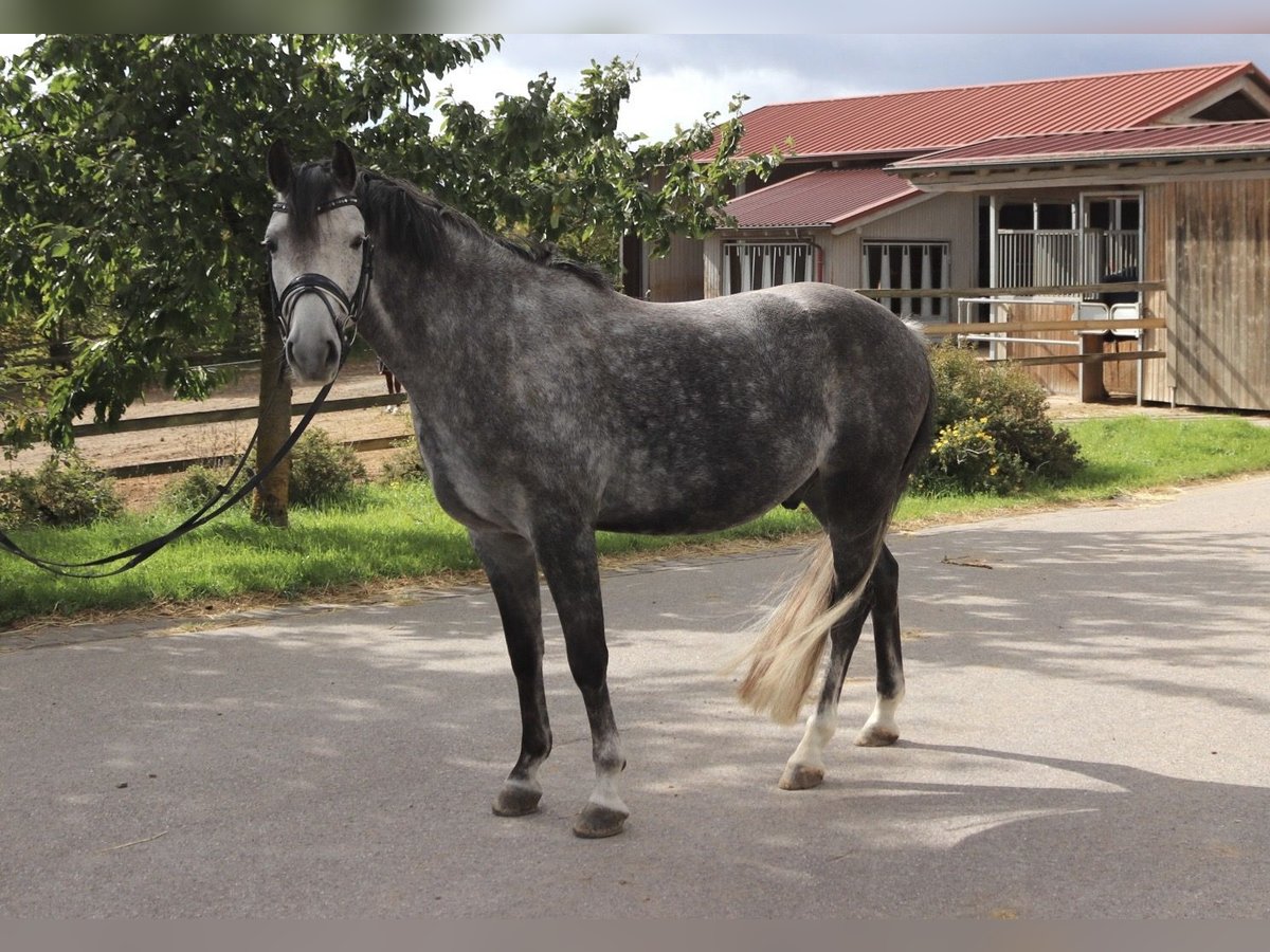 Poni alemán Caballo castrado 8 años 145 cm Tordillo negro in Hambach