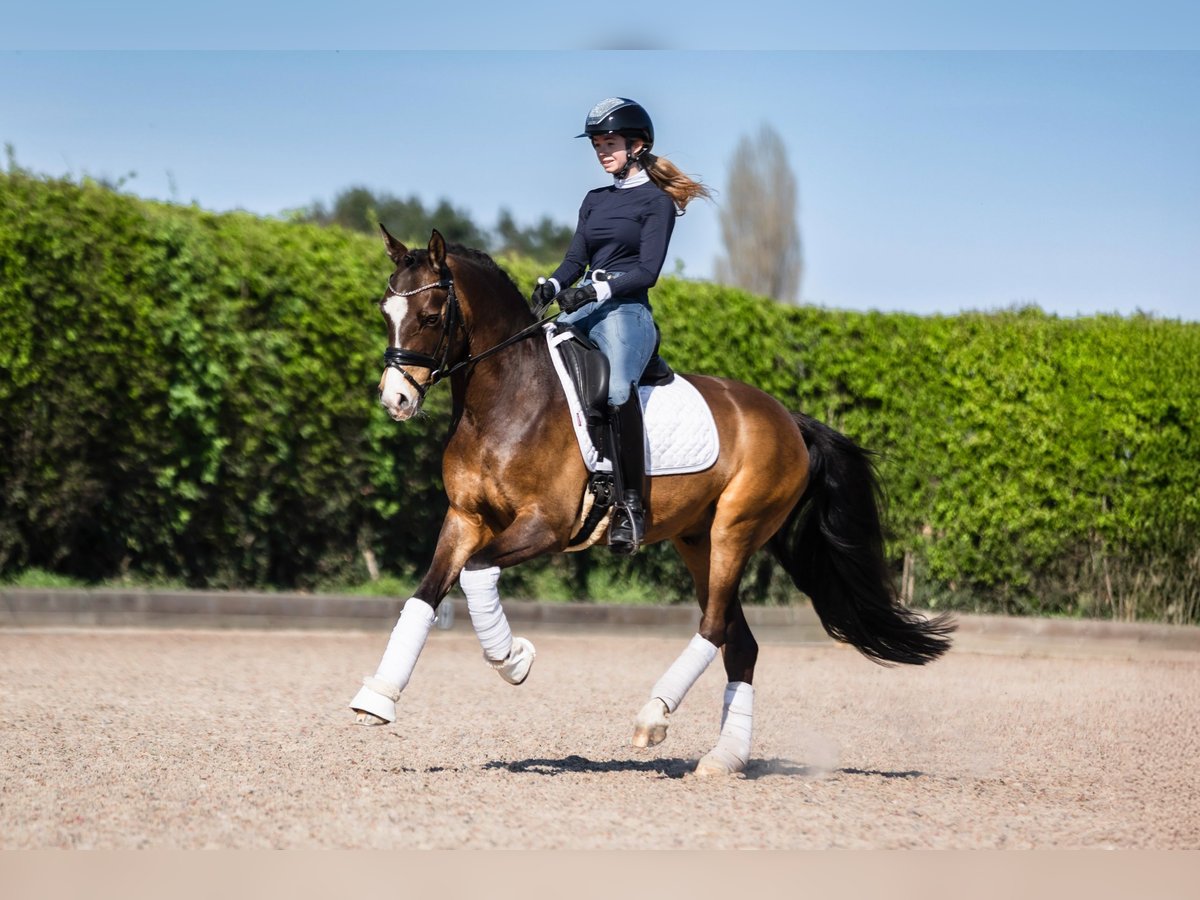 Poni alemán Caballo castrado 8 años 146 cm Bayo in Zevergem