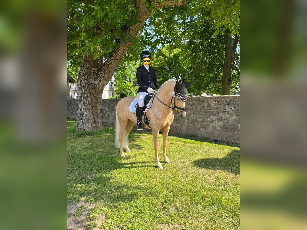 Poni alemán Caballo castrado 8 años 146 cm Palomino in Bad Gandersheim