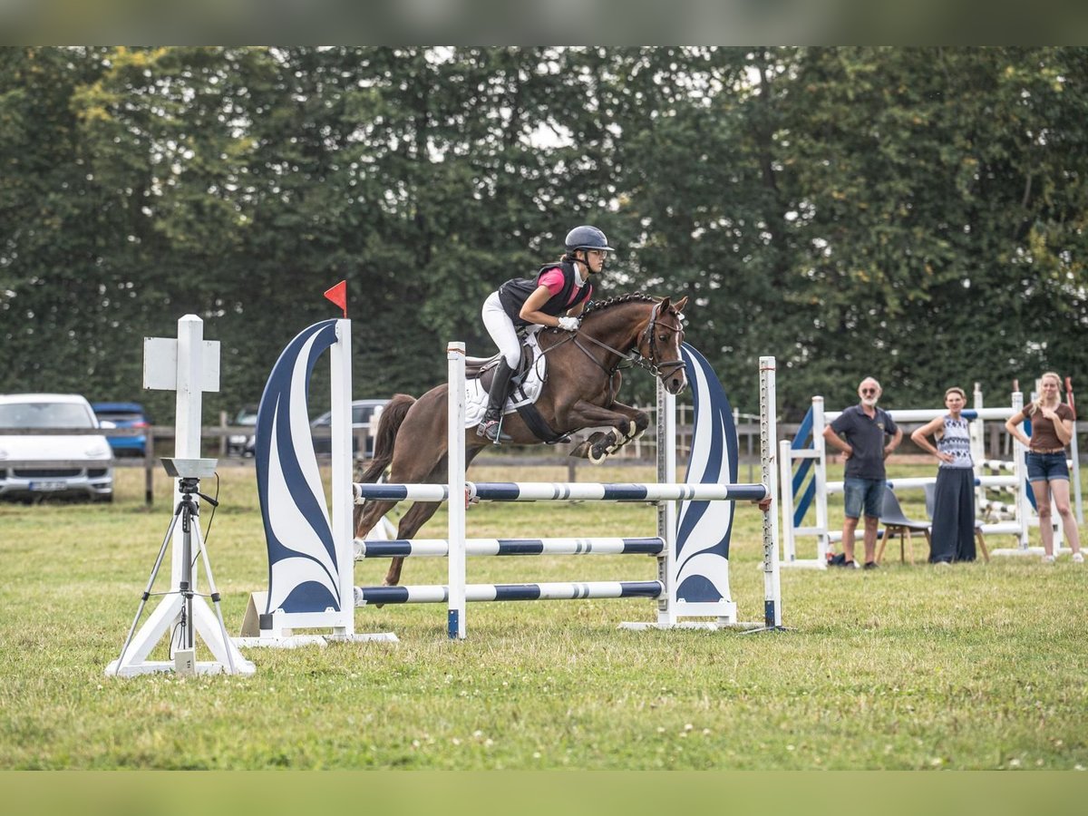Poni alemán Caballo castrado 9 años 136 cm Alazán-tostado in Gro&#xDF; BuchwaldBordesholm