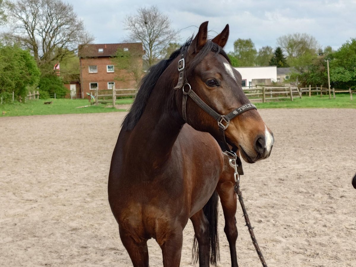 Poni alemán Caballo castrado 9 años 145 cm Morcillo in Horst