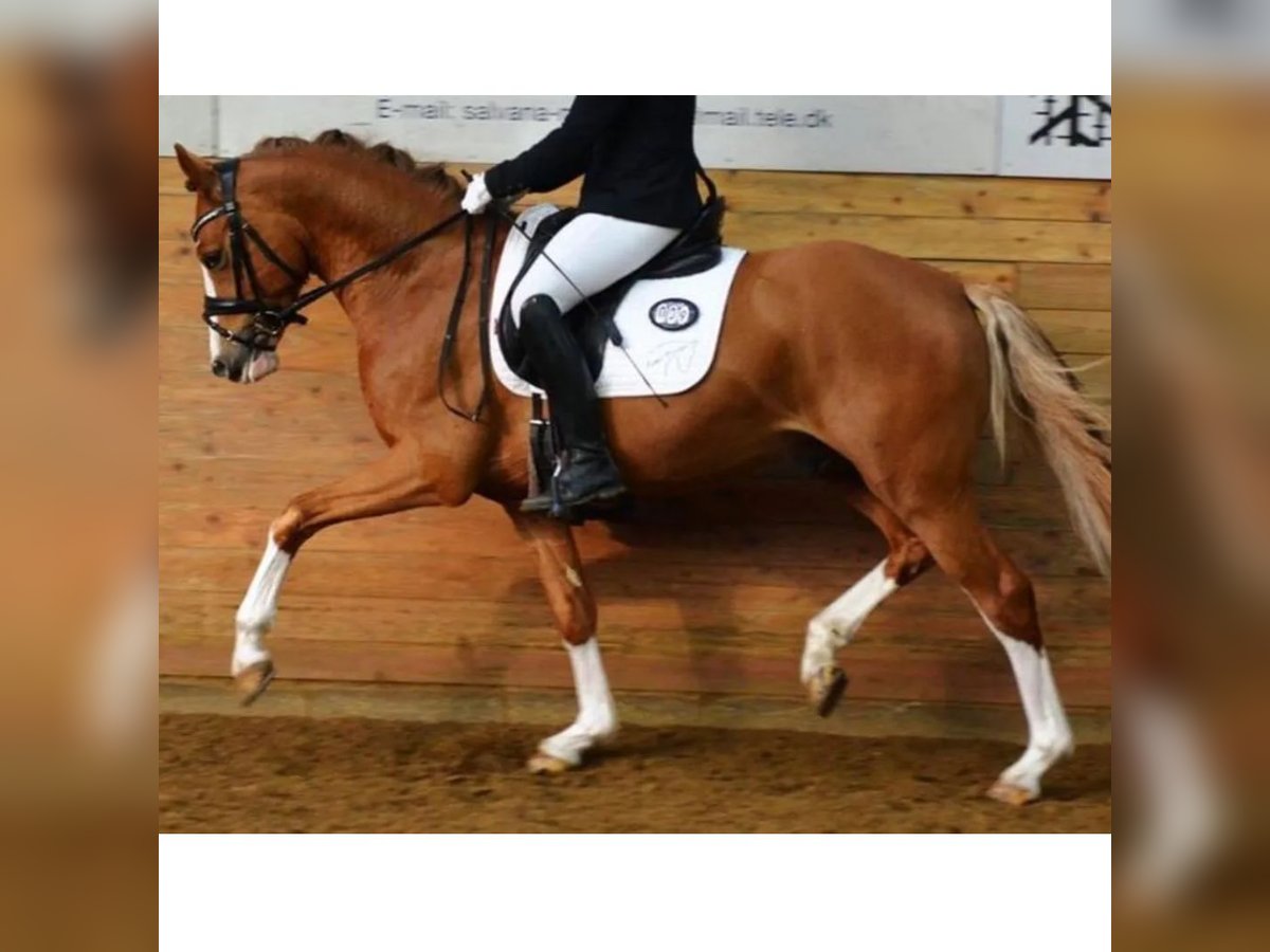 Poni alemán Caballo castrado 9 años 147 cm Alazán in Fredericia