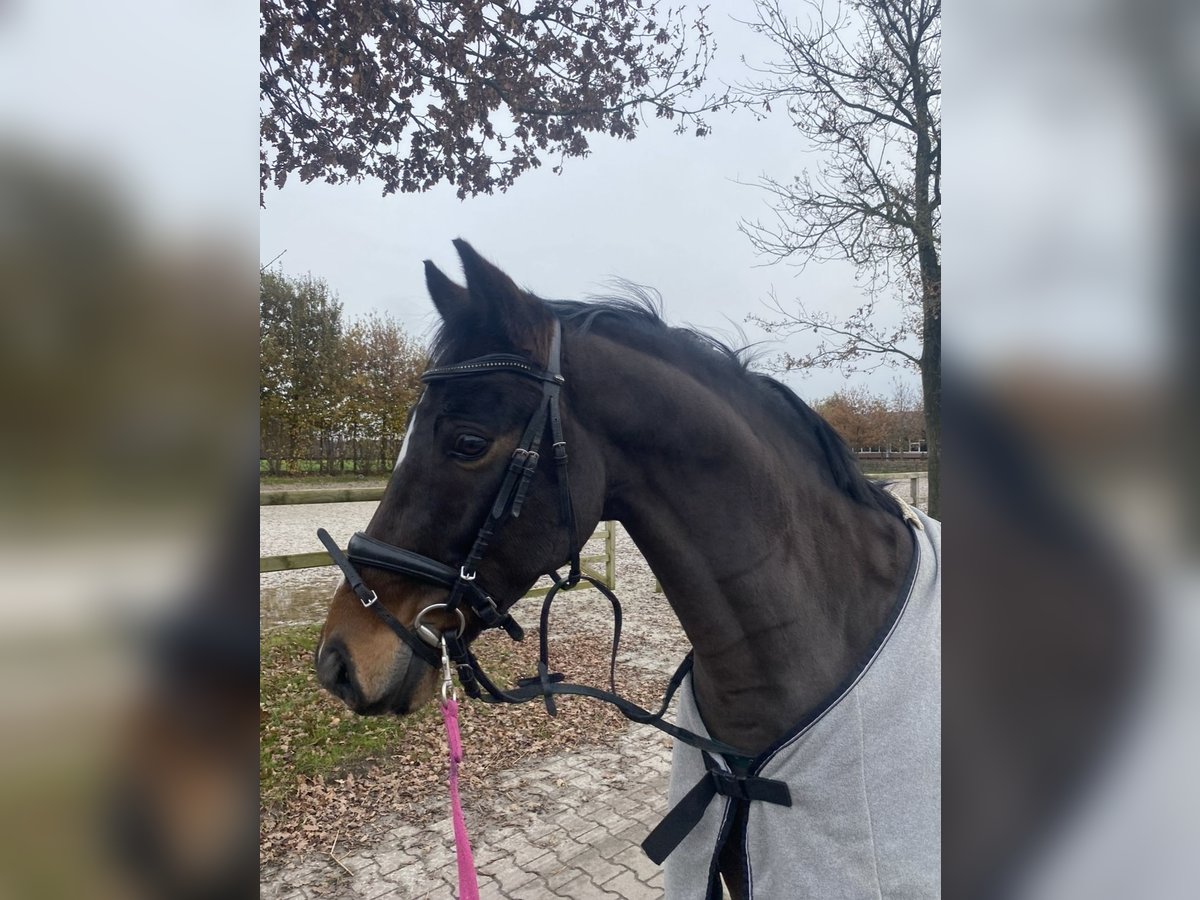 Poni alemán Caballo castrado 9 años 148 cm Castaño oscuro in M&#xFC;nster