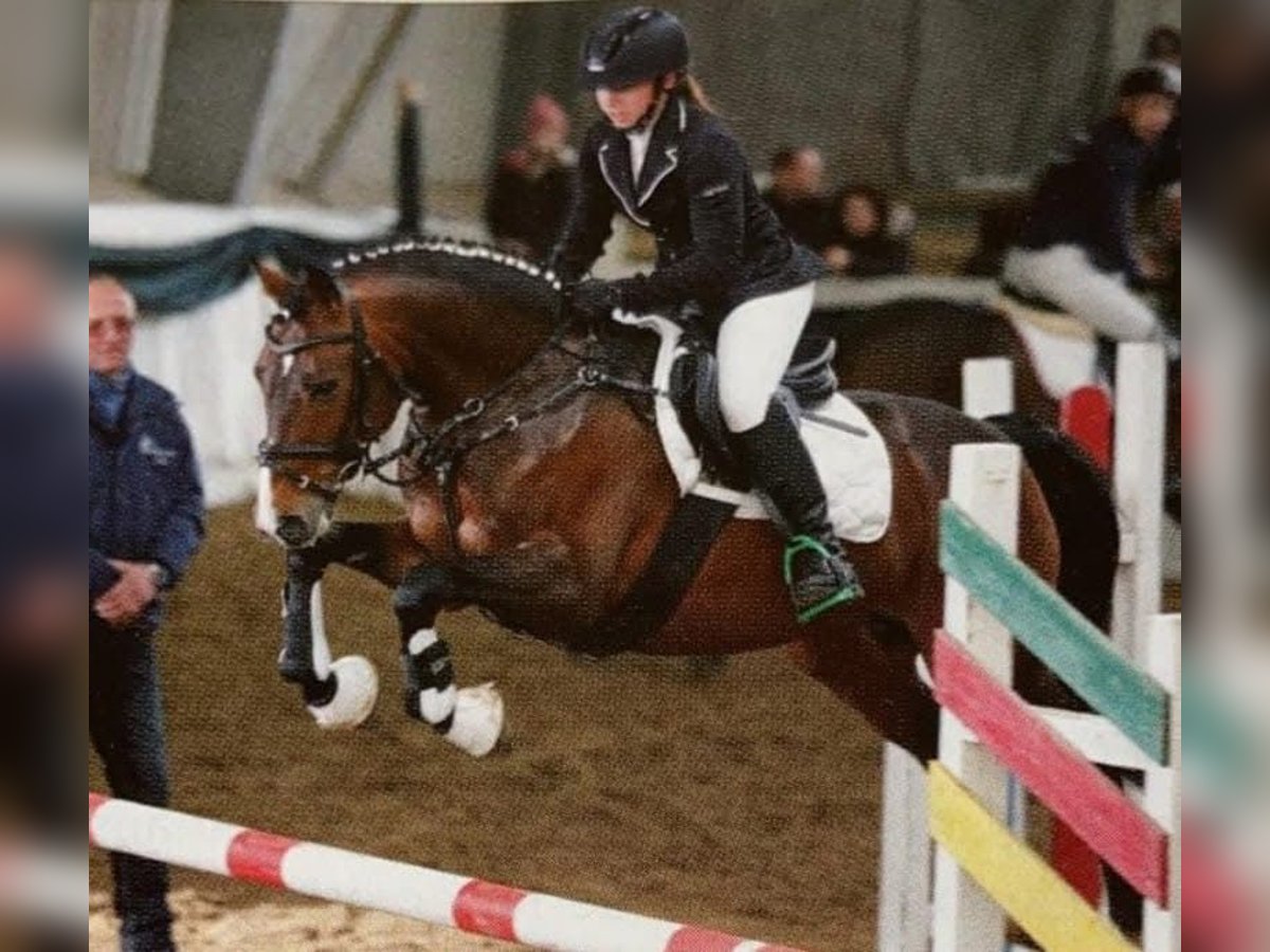 Poni alemán Semental 10 años 147 cm Castaño in Udestedt