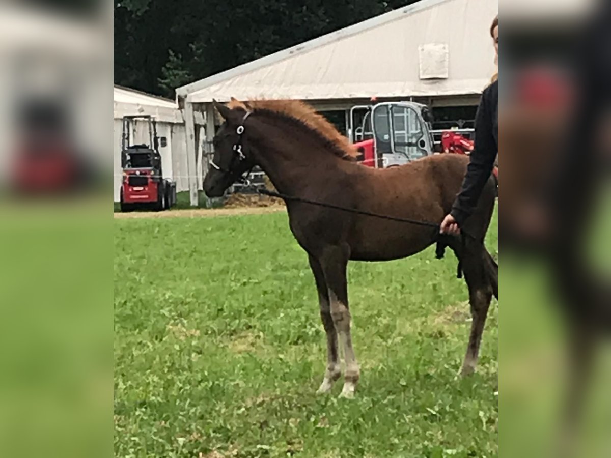 Poni alemán Semental 1 año 120 cm Alazán-tostado in Berne