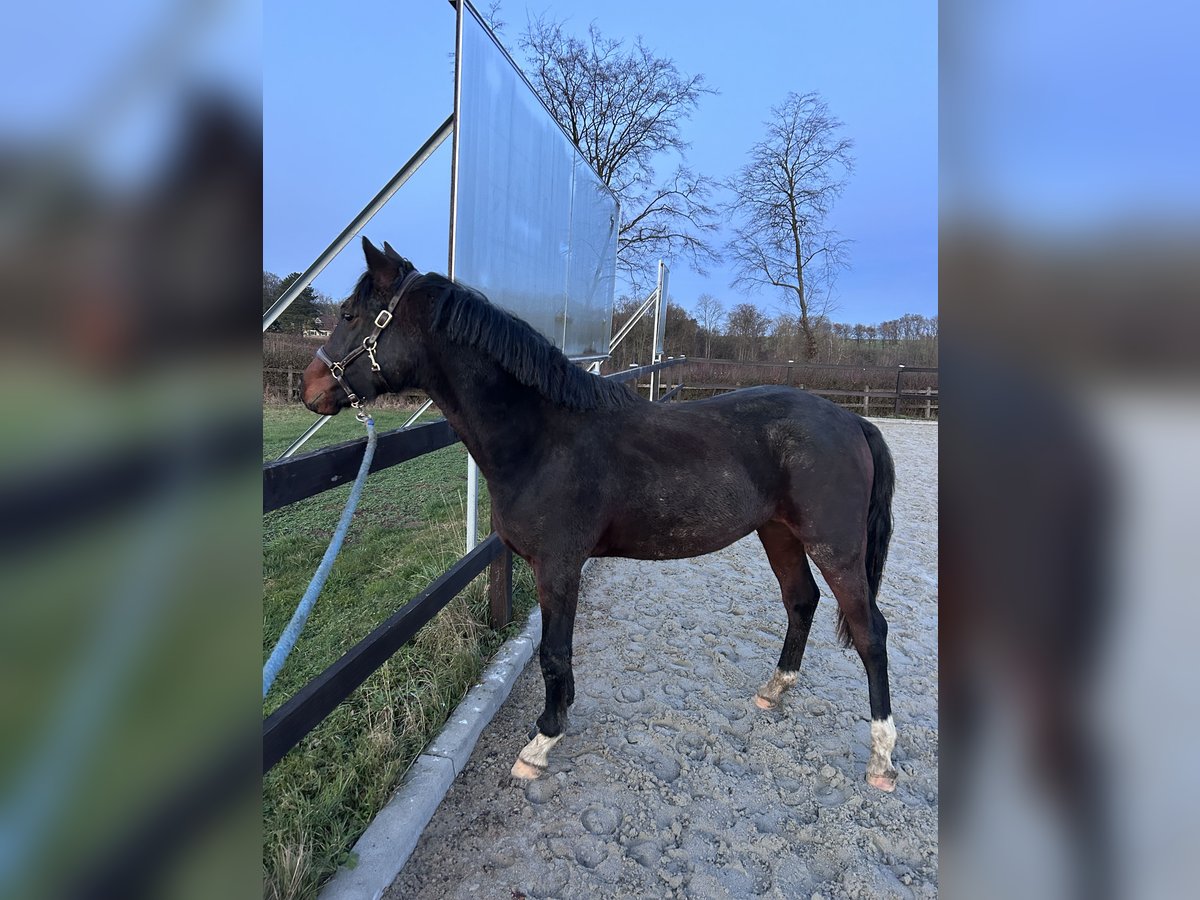 Poni alemán Semental 1 año 143 cm Castaño oscuro in Herleshausen