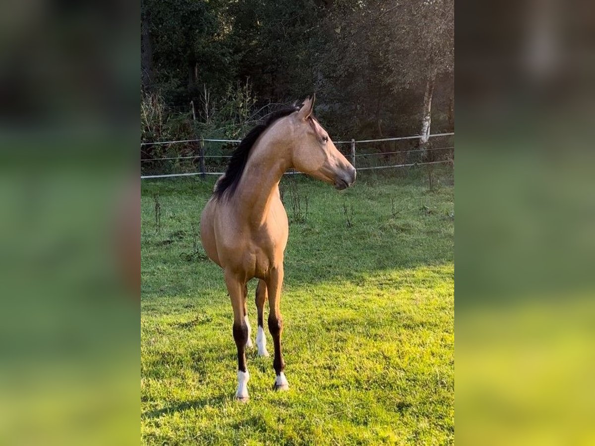 Poni alemán Semental 1 año 147 cm Buckskin/Bayo in Hemsbünde