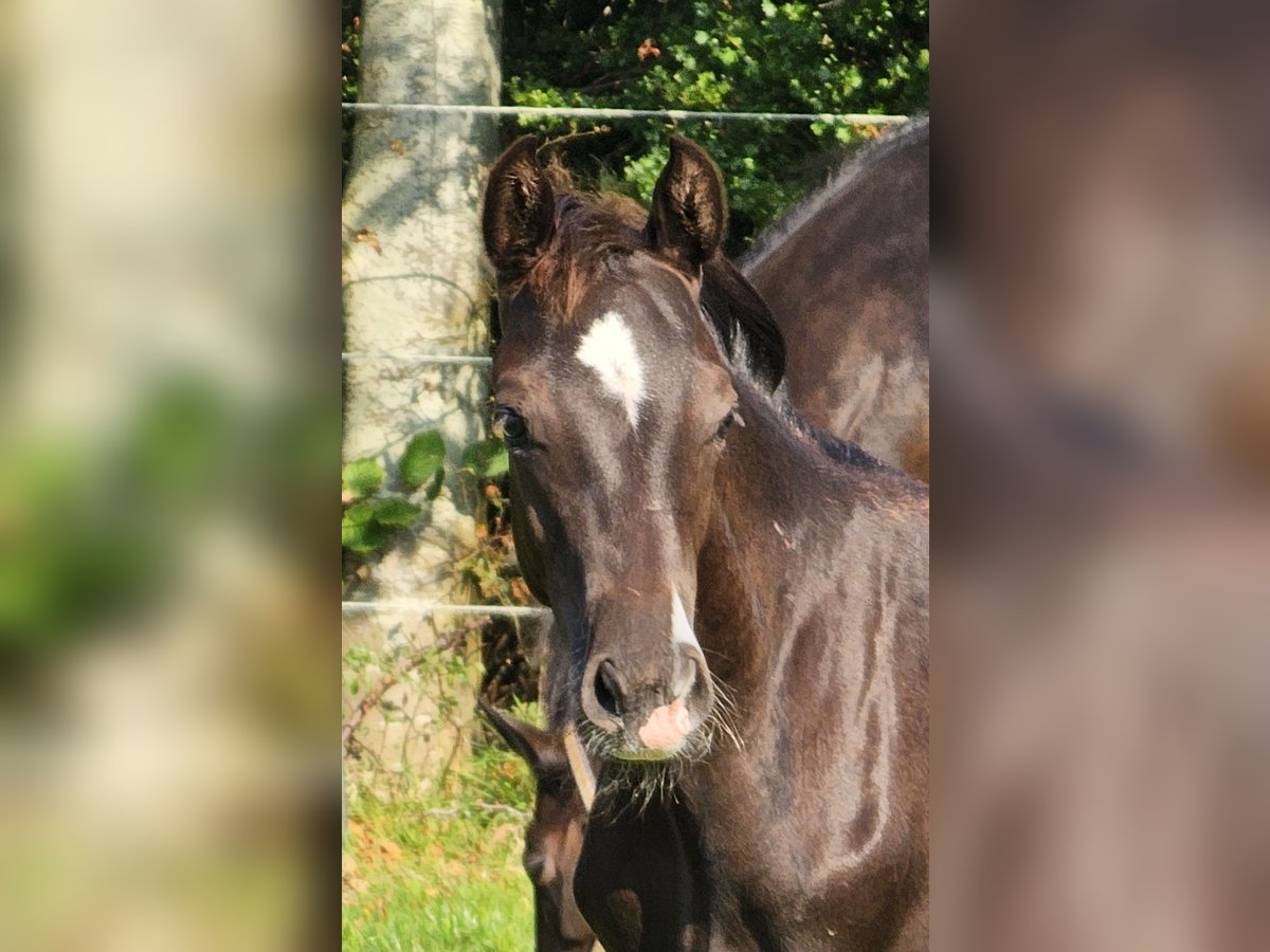 Poni alemán Semental 1 año 148 cm Morcillo in Walchum