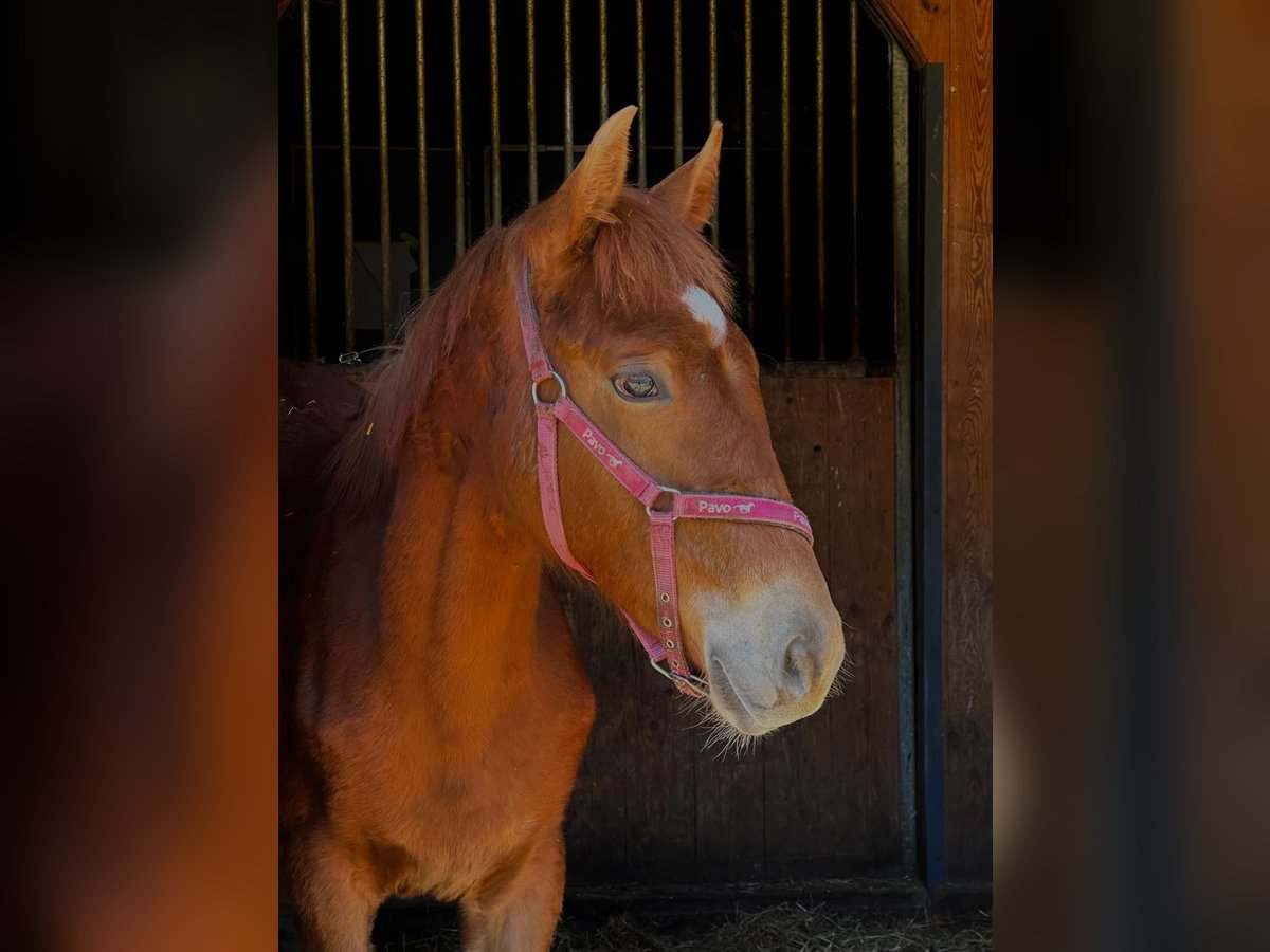 Poni alemán Semental 1 año 158 cm Alazán in Wehringen