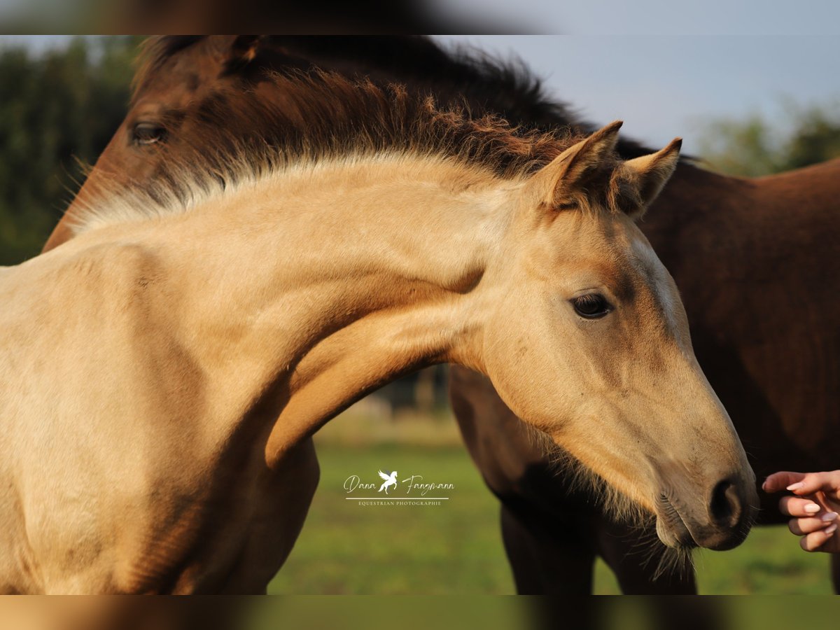 Poni alemán Semental 1 año Buckskin/Bayo in Neuenkirchen-V&#xF6;rden