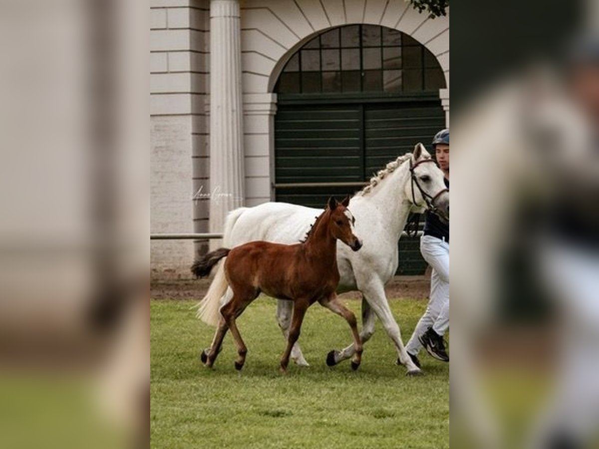 Poni alemán Semental 1 año Castaño claro in Hagenow