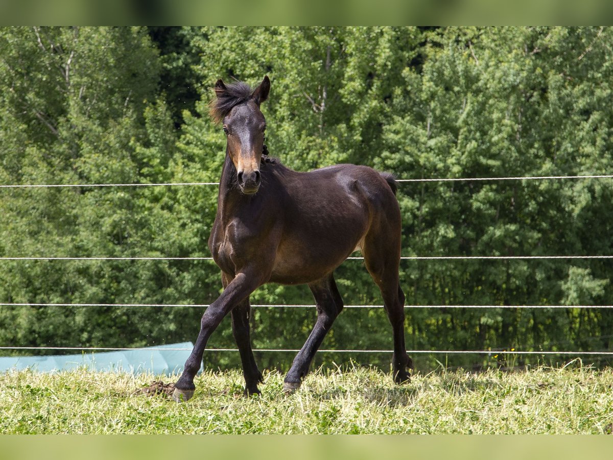 Poni alemán Mestizo Semental 1 año Castaño oscuro in Wörth an der Donau