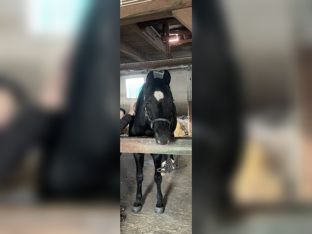 Poni alemán Semental 20 años 152 cm Negro in Vechta