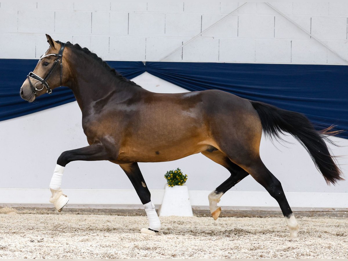 Poni alemán Semental 2 años 144 cm Bayo in Marsberg