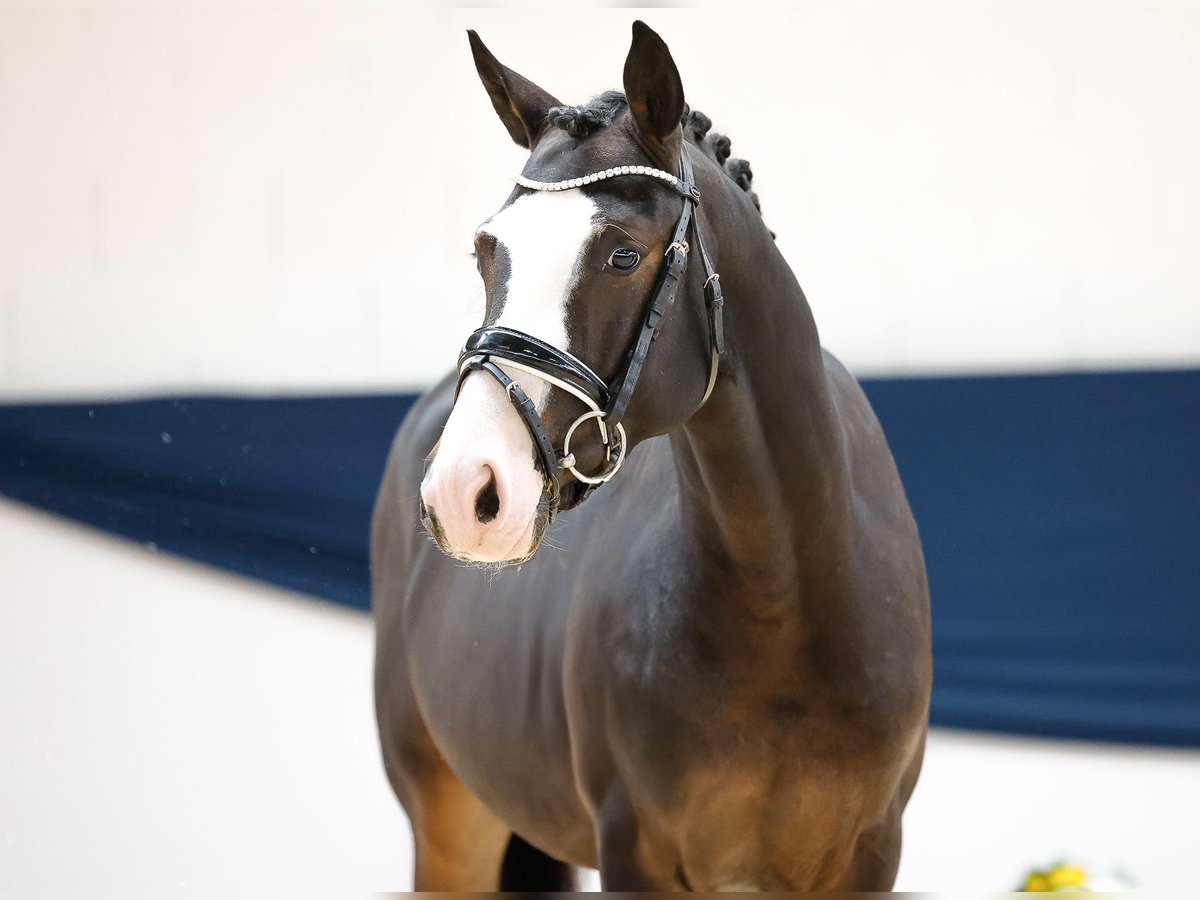 Poni alemán Semental 2 años 144 cm Castaño oscuro in Marsberg