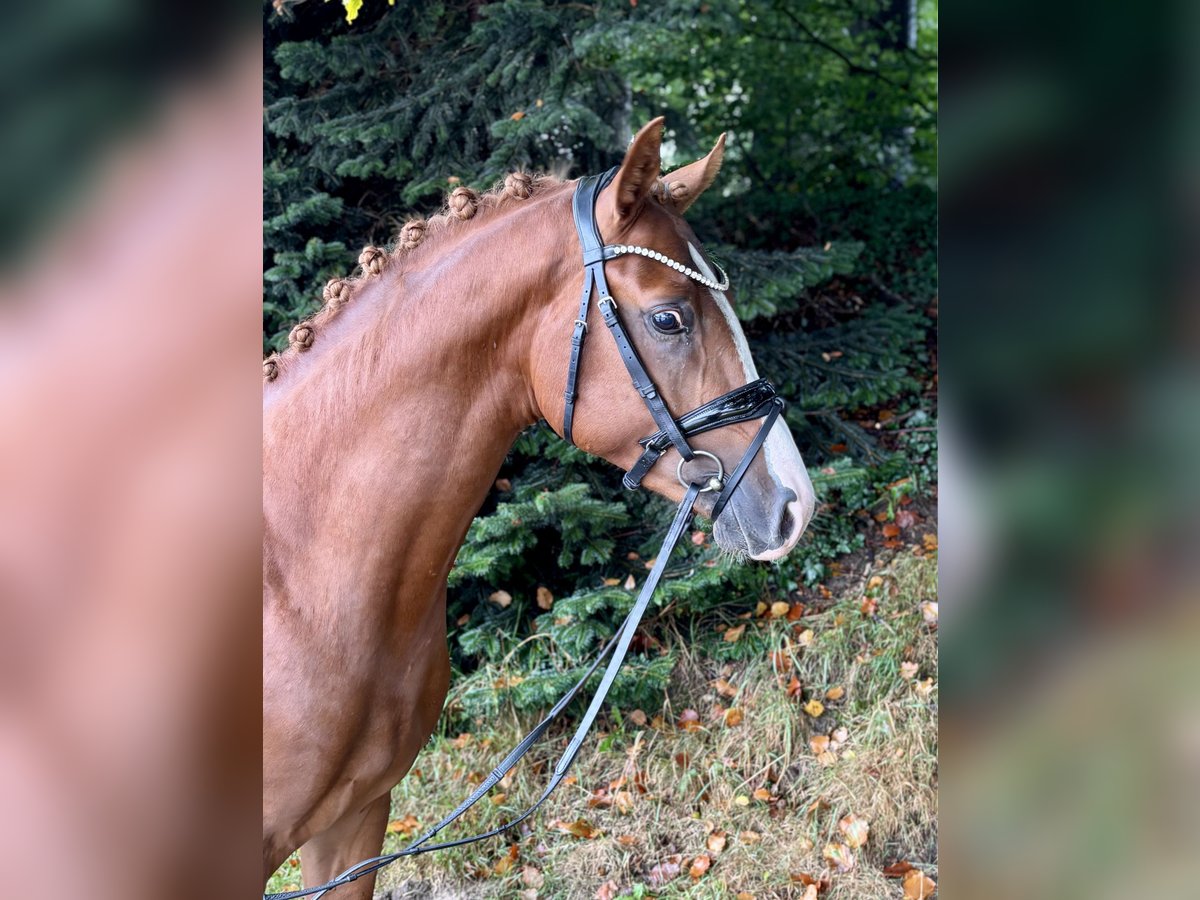 Poni alemán Semental 2 años 145 cm Alazán in Großenkneten