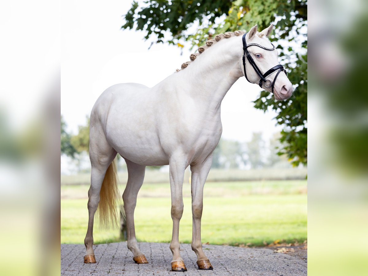 Poni alemán Semental 2 años 145 cm Perlino in Zoelen