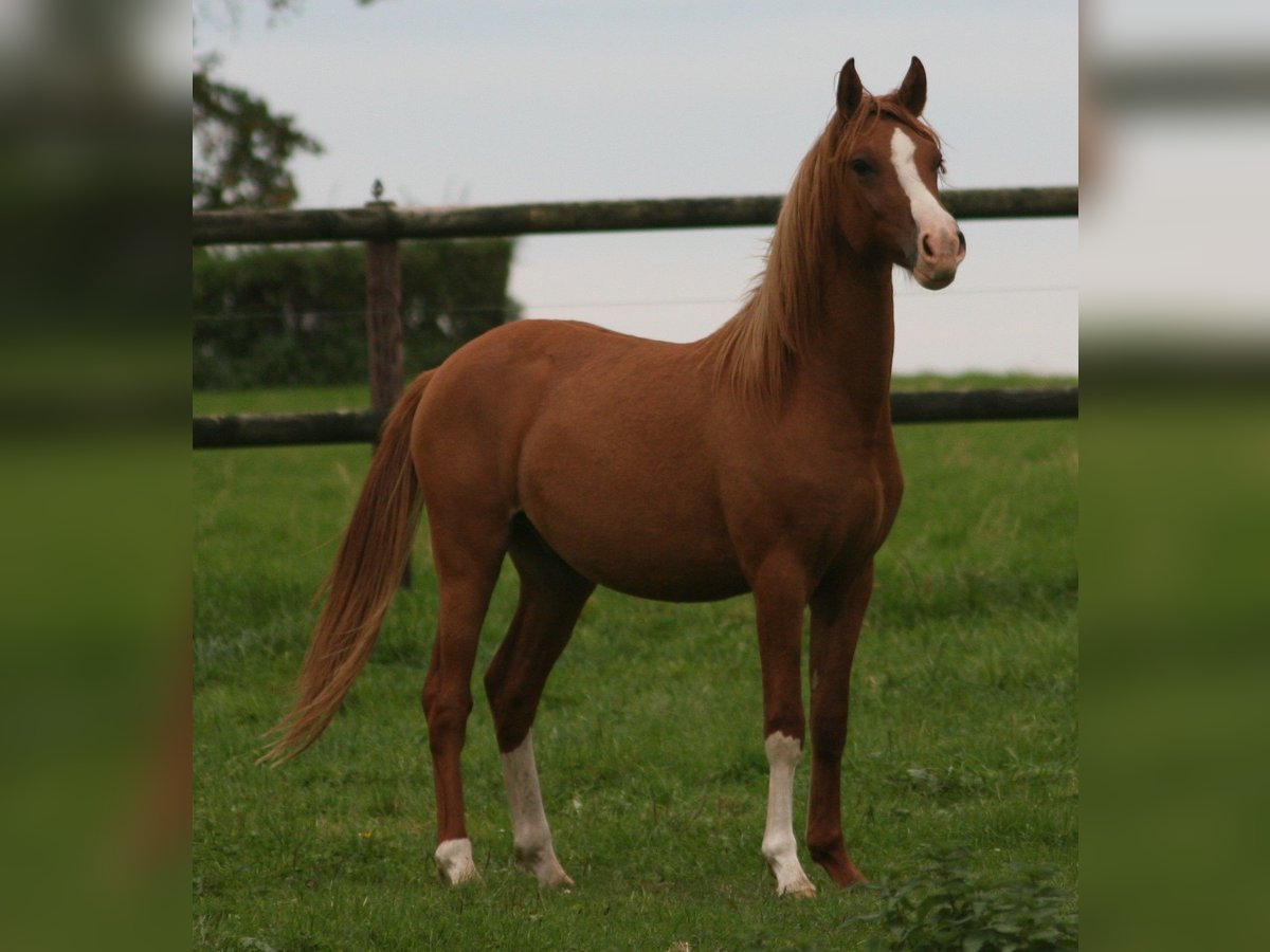 Poni alemán Semental 2 años Alazán in Erwitte