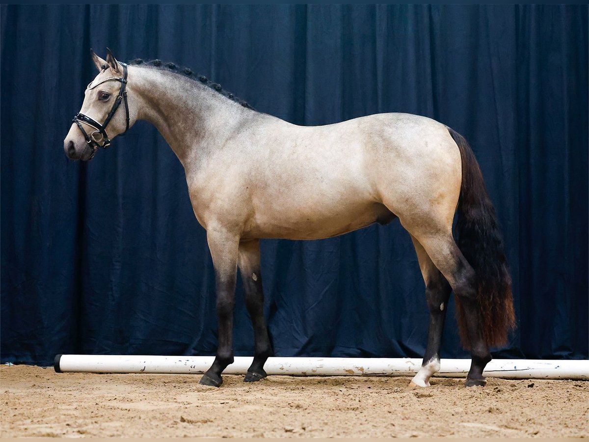 Poni alemán Semental 2 años Bayo in Hesel