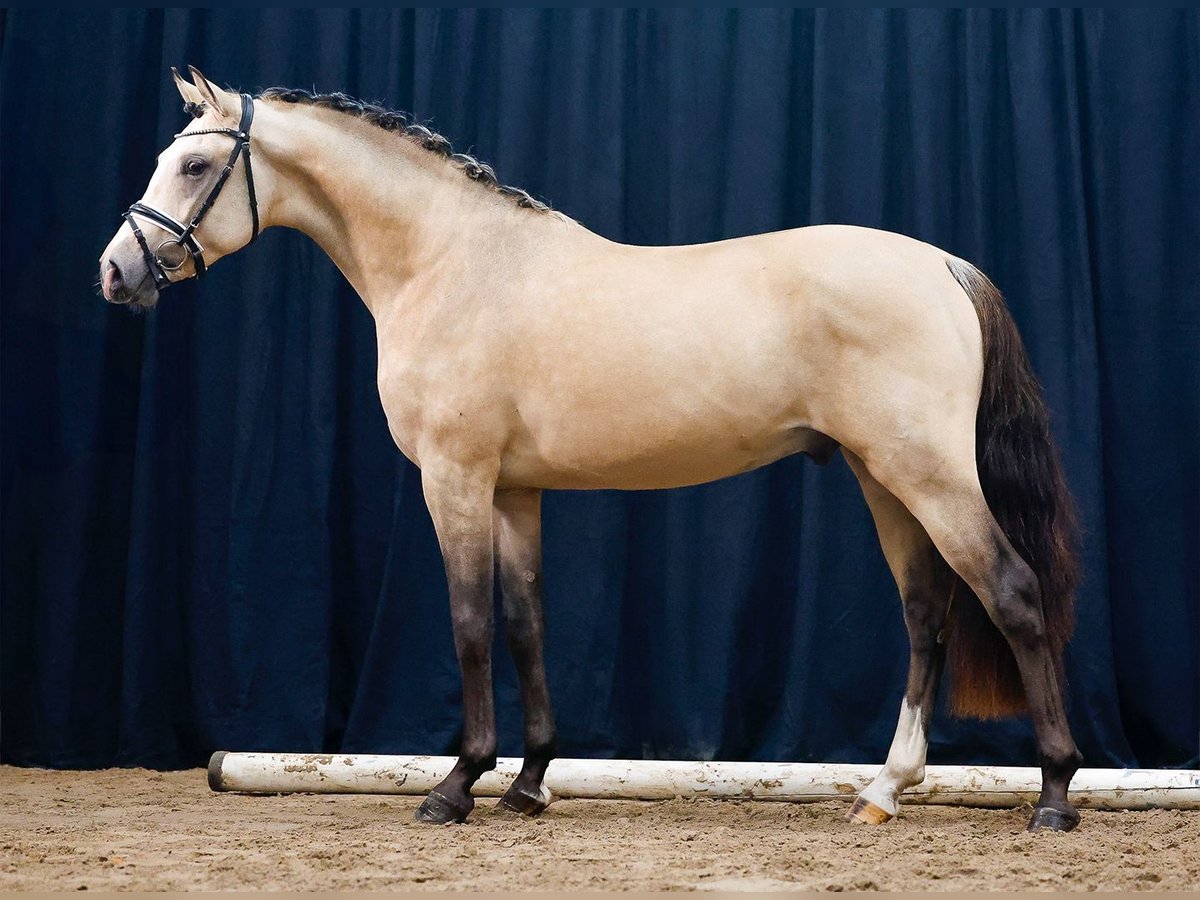 Poni alemán Semental 2 años Bayo in Nienhagen