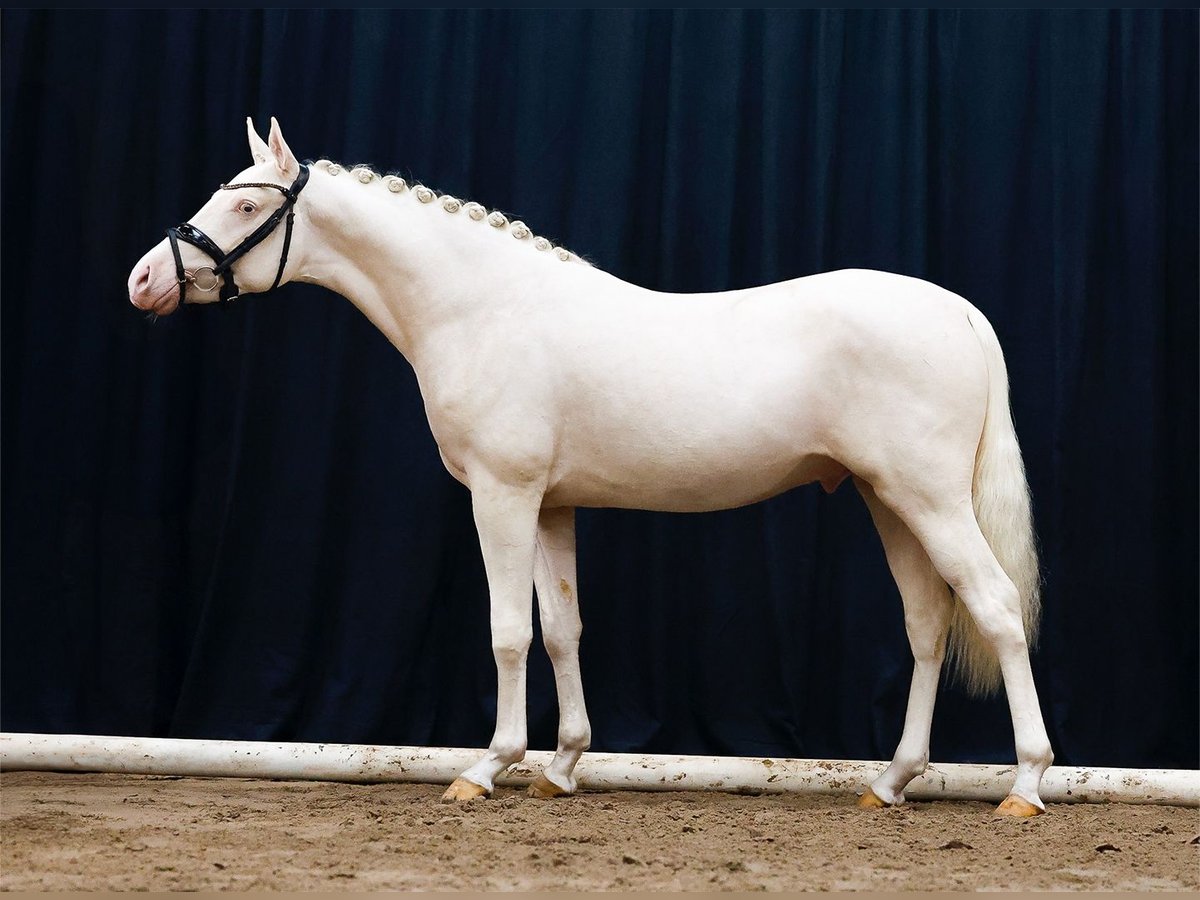 Poni alemán Semental 2 años Cremello in Hesel