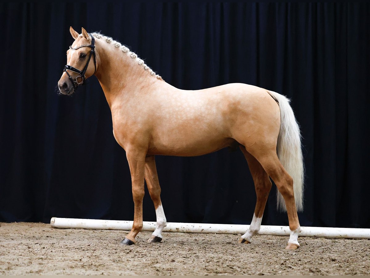 Poni alemán Semental 2 años Palomino in Weeze