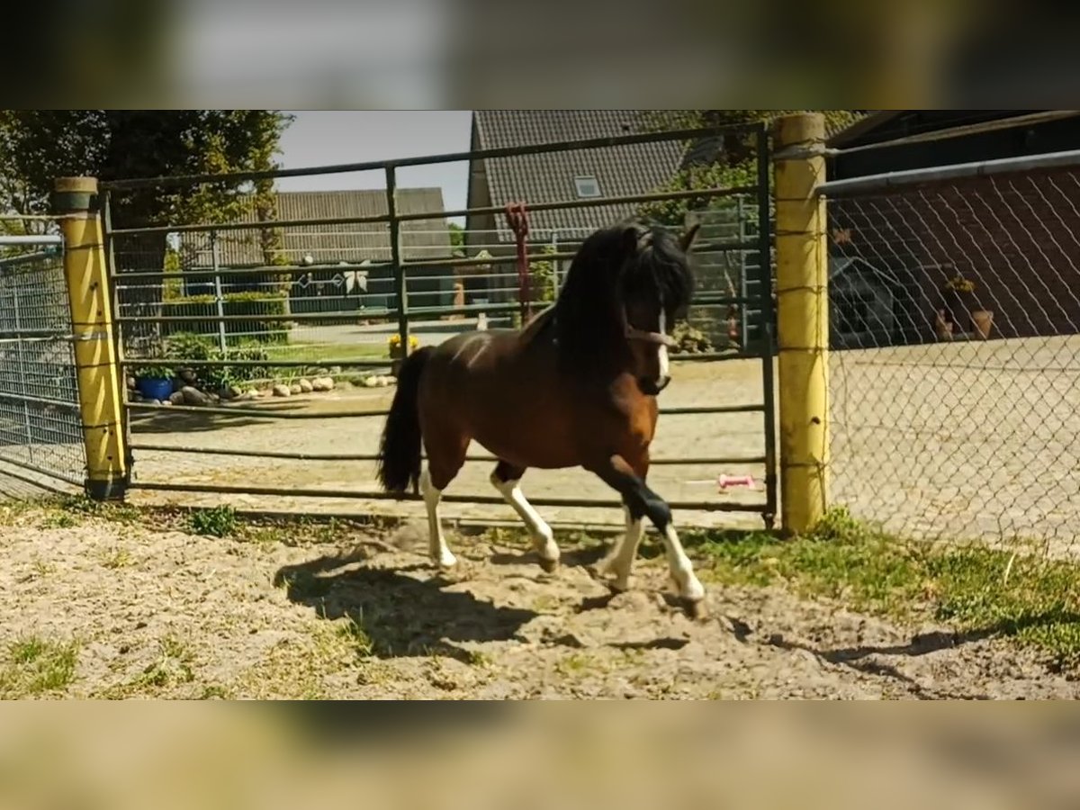 Poni alemán Mestizo Semental 3 años 135 cm Pío in Friesoythe