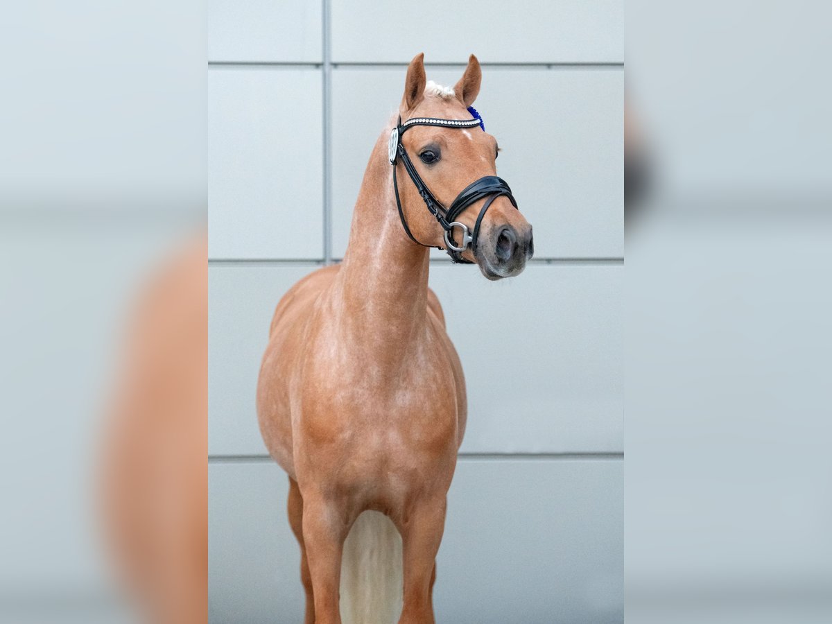 Poni alemán Semental 3 años 145 cm Palomino in Osdorf
