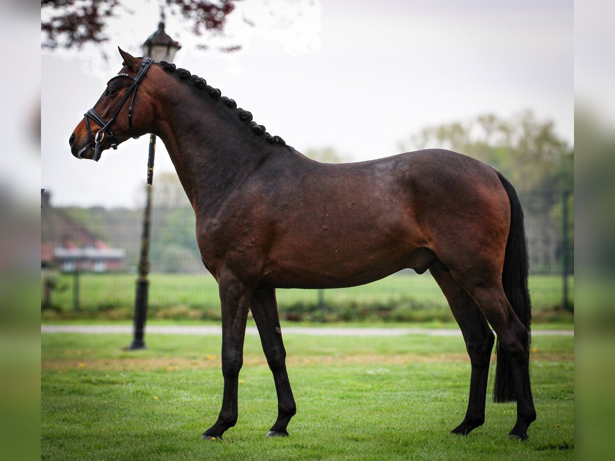 Poni alemán Semental 3 años 146 cm Castaño in Gescher