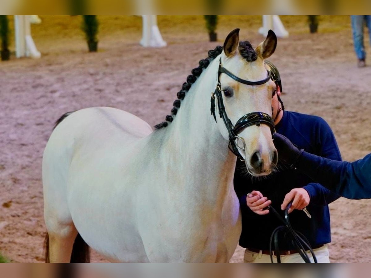 Poni alemán Semental 3 años 147 cm Buckskin/Bayo in Friedland