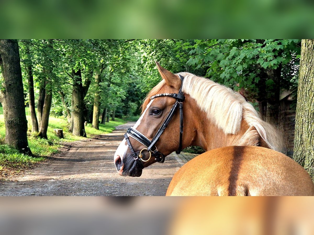 Poni alemán Semental 3 años 148 cm Bayo in Wesel